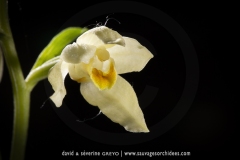 Céphalanthère de Damas, Céphalanthère pâle - Cephalanthera damasonium