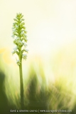 Orchis miel - Pseudorchis albida