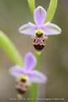 Ophrys scolopax