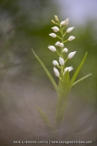 Cephalanthera longifolia
