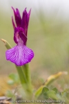 Anacamptis papilionacea