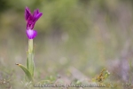 Anacamptis papilionacea