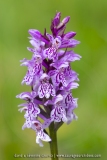 Orchis tâcheté - Dactylorhiza maculata