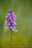 Orchis tâcheté - Dactylorhiza maculata