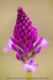 Orchis pyramidal
