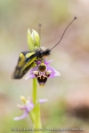 Ascalaphe soufré sur un Ophrys bécasse