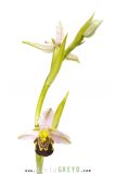 Ophrys abeille (autopolliniosation) - Ophrys apifea