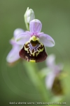 Ophrys bourdon