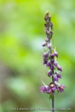 Epipactis rouge noirâtre - Epipactis atrorubens