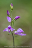 Céphalanthère rouge ; Red helleborine