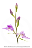 Céphalanthère rouge