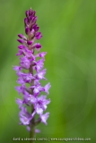 Orchis très odorant
