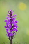 Orchis de Traunsteiner
