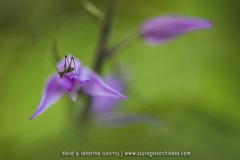Cephalanthera rubra