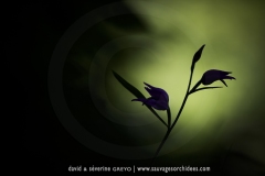 Cephalanthera rubra