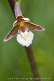 Epipactis des marais ; Marsh Epipactis
