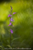 Cephalanthera rubra