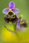 Ophrys fuciflora