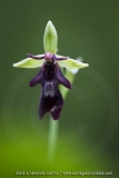 Ophrys insecttifera