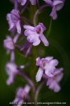 Gymnadenia conopsea