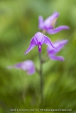 Céphalanthère rouge ; red helleborine