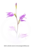 Céphalanthère rouge ; red helleborine