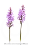 Orchis de Fuchs