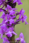 Orchis moustique