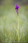 Orchis de Traunsteiner