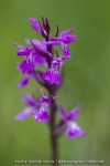 Orchis de Traunsteiner