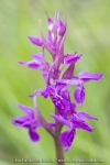 Orchis de Traunsteiner