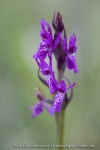 Orchis de Traunsteiner ; Traunsteiner orchis