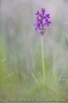 Orchis de Traunsteiner