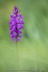 Orchis de Traunsteiner