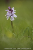Orchis tacheté