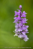 Orchis de Fuchs
