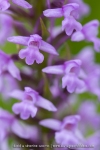 Orchis moustique ; Fragrant orchid