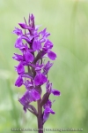 Orchis de Traunsteiner