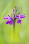 Orchis de Traunsteiner
