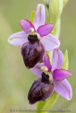 Ophrys aveyronensis