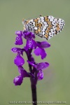 Mélitée du Plantain sur un Orchis bouffon