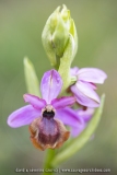 Ophrys aveyronensis