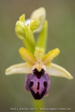 Ophrys passionis