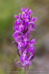 Orchis de Traunsteiner