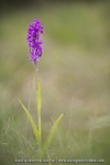 Orchis de Traunsteiner ; Traunsteiner orchis