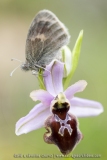 Papillon sur un Ophrys de l'Aveyron