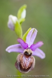 Ophrys aveyronensis