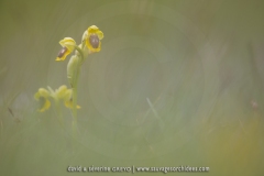 Ophrys lutea