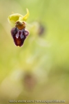 Ophrys araignée
