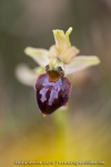 Ophrys araignée ; early spider-orchid